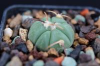 Echinocactus horizonthalonius PD 9